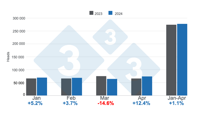 Graph 1. Monthly pig slaughter in the first four months of 2024 - annual variations. Prepared by 333 Latin America with data from CAPORC and CNP. 